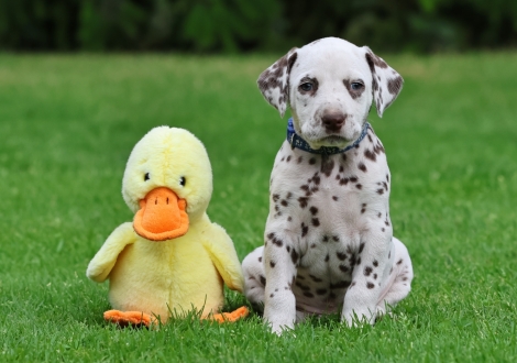 Male | colour white-liver (collar dark blue)