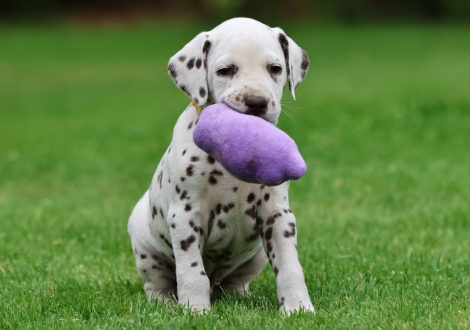 Male | colour white-liver (collar yellow)