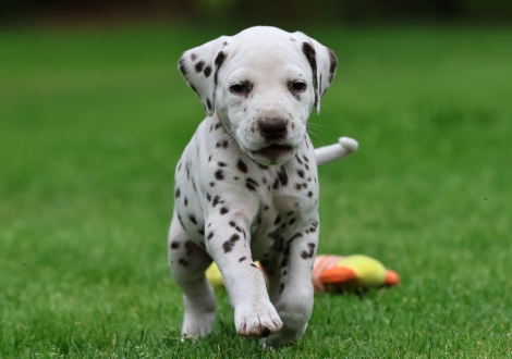 Male | colour white-liver (collar yellow)