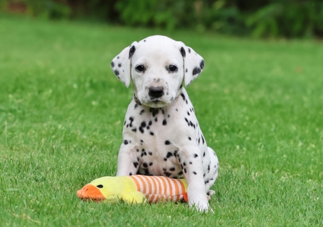 Male | colour white-black (collar gray)