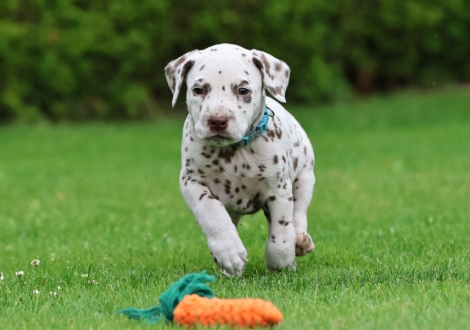 Male | colour white-liver (collar light blue)