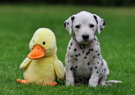 Female | colour white-black (collar purple)