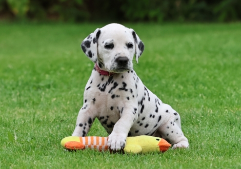 Female | colour white-black (collar pink)