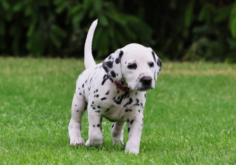 Female | colour white-black (collar pink)