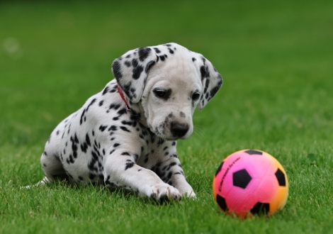 Female | colour white-black (collar red)