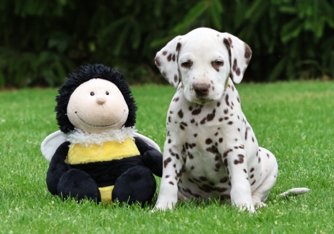 Male | colour white-liver (collar yellow)