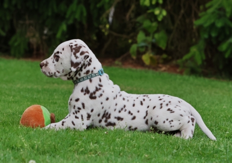 Male | colour white-liver (collar light blue)