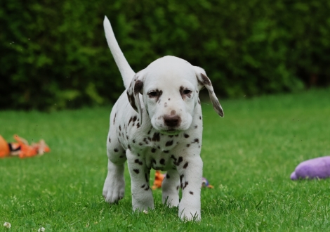 Male | colour white-liver (collar light green)
