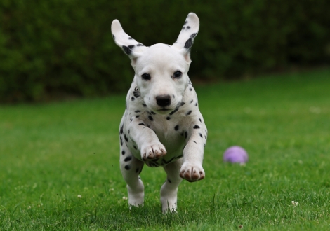 Female | colour white-black (collar purple)