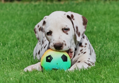 Christi ORMOND Javis Journey - male | colour white-liver (collar yellow)