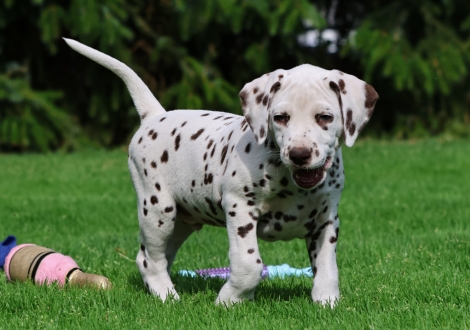 Christi ORMOND Javis Journey - male | colour white-liver (collar yellow)