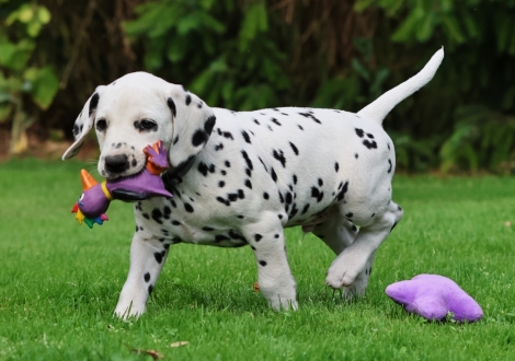 Christi ORMOND Jar Jar Binks - male | colour white-black (collar gray)