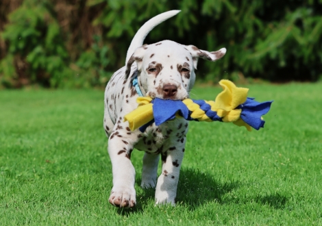 Christi ORMOND Juicy Jupiter - male | colour white-liver (collar light blue)