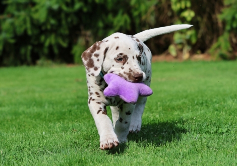 Christi ORMOND Juicy Jupiter - male | colour white-liver (collar light blue)