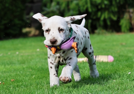Christi ORMOND Jubilant Janosch - Male | colour white-liver (collar light green)