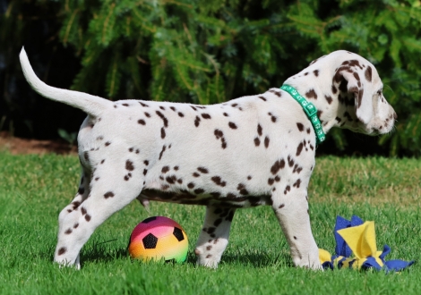 Christi ORMOND Jubilant Janosch - Male | colour white-liver (collar light green)