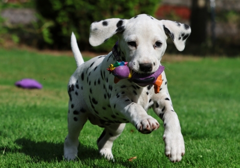 Christi ORMOND Joli Juwel - female | colour white-black (collar purple)