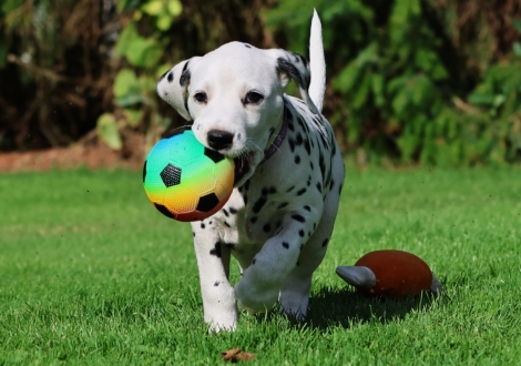 Christi ORMOND Joli Juwel - female | colour white-black (collar purple)