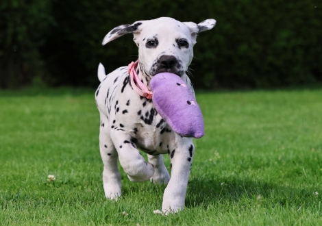 Christi ORMOND Joyful Juma - female | colour white-black (collar pink)
