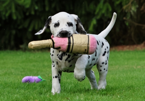 Christi ORMOND Joyful Juma - female | colour white-black (collar pink)