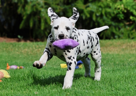 Christi ORMOND Just Juniper - female | colour white-black (collar red)