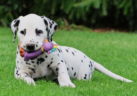 Christi ORMOND Jovial Jackpot - male | colour white-black (collar black)