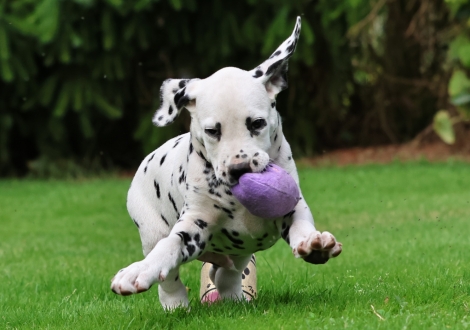 Christi ORMOND Jovial Jackpot - male | colour white-black (collar black)