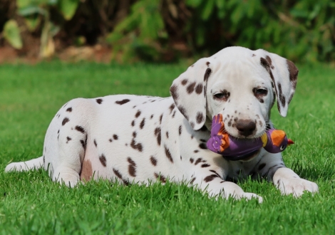 Christi ORMOND Javis Journey - male | colour white-liver (collar yellow)