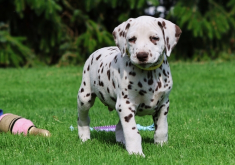 Christi ORMOND Javis Journey - male | colour white-liver (collar yellow)