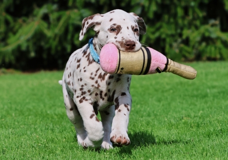 Christi ORMOND Juicy Jupiter - male | colour white-liver (collar light blue)