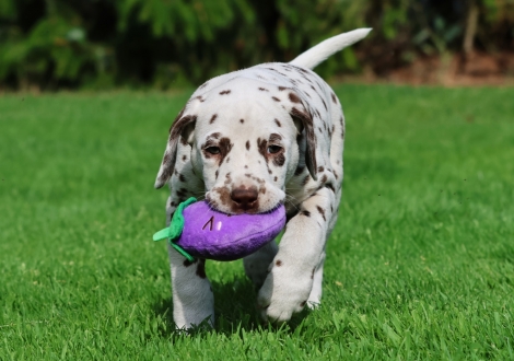 Christi ORMOND Juicy Jupiter - male | colour white-liver (collar light blue)