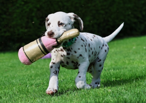 Christi ORMOND Jubilant Janosch - Male | colour white-liver (collar light green)