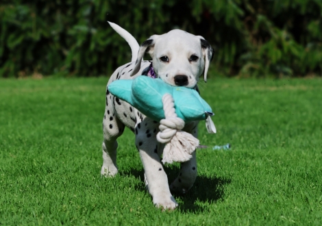 Christi ORMOND Joli Juwel - female | colour white-black (collar purple)