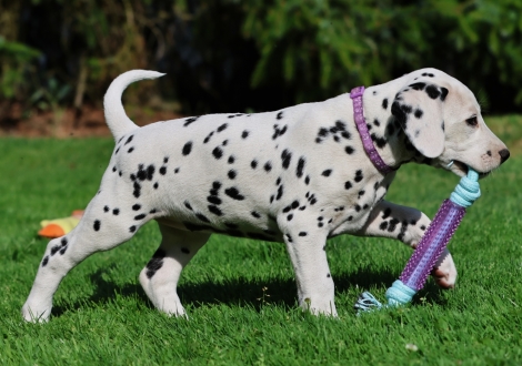 Christi ORMOND Joli Juwel - female | colour white-black (collar purple)