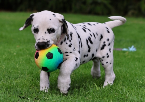 Christi ORMOND Joyful Juma - female | colour white-black (collar pink)