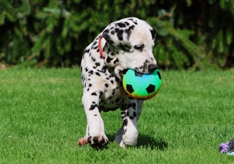 Christi ORMOND Just Juniper - female | colour white-black (collar red)