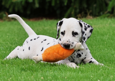 Christi ORMOND Jovial Jackpot - male | colour white-black (collar black)
