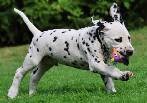 Christi ORMOND Jovial Jackpot - male | colour white-black (collar black)