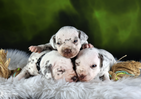 Rüden | Farbschlag weiss - braun, Halsband Schwarz, Halsband Hellblau und Halsband Dunkelgrün