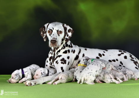 Christi ORMOND Biskaya Bay (genannt Kaya) mit ihrem Christi ORMOND LL - Wurf 3. Lebenswoche