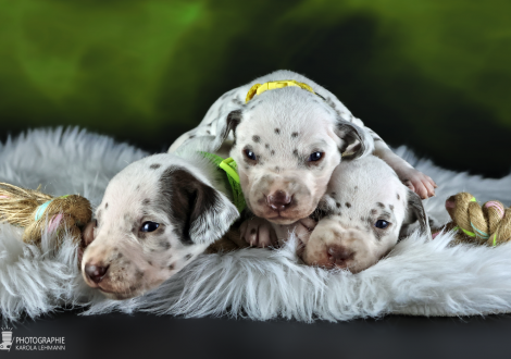 Hündinnen | Farbschlag weiss - braun, Halsband Hellgrün, Halsband Gelb und Halsband Orange