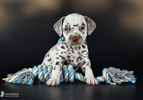 Rüde | Farbschlag weiss - braun, Halsband Hellblau