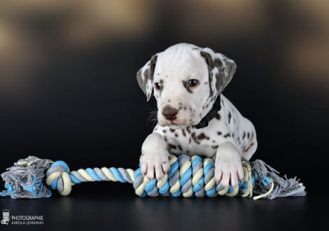 Rüde | Farbschlag weiss - braun, Halsband Schwarz