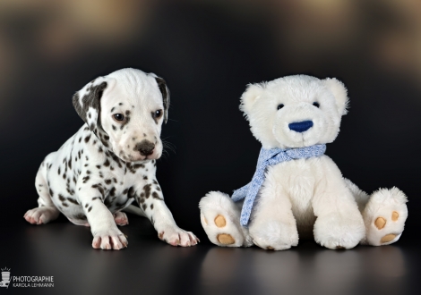 Rüde | Farbschlag weiss - braun, Halsband Schwarz