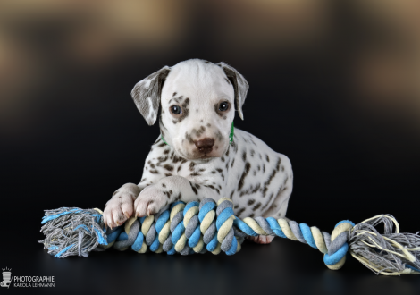 Rüde | Farbschlag weiss - braun, Halsband Dunkelgrün