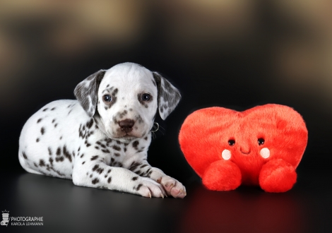 Rüde | Farbschlag weiss - braun, Halsband Dunkelgrün