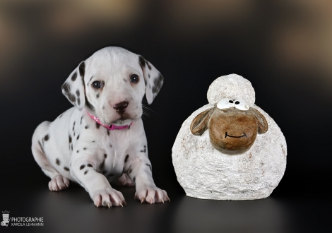 Hündin | Farbschlag weiss - braun, Halsband Rosa