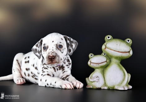 Hündin | Farbschlag weiss - braun, Halsband Lila