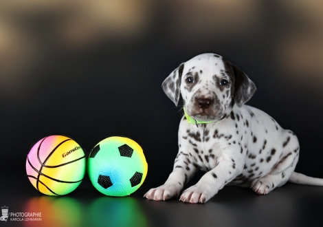 Hündin | Farbschlag weiss - braun, Halsband Hellgrün