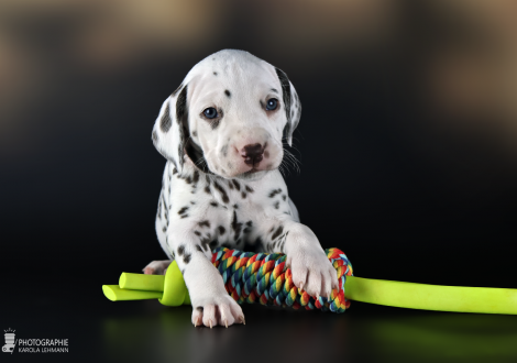 Hündin | Farbschlag weiss - braun, Halsband Rot